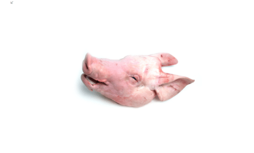 buy frozen pork head online